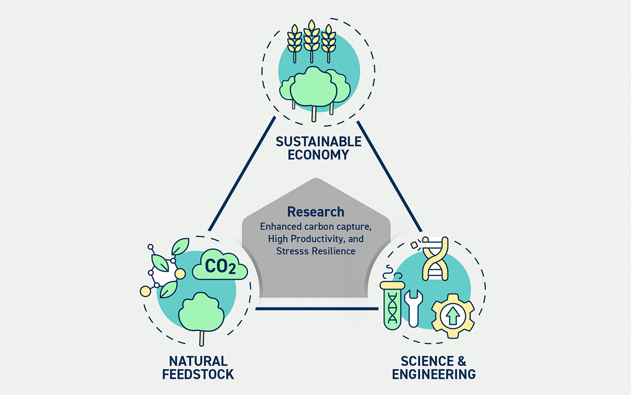 Chart explaining Natual Feedstock