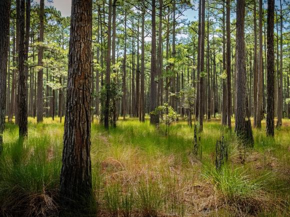 Tall pine trees in a sunlit forest with dense green grasses and undergrowth covering the forest floor.